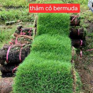 thảm cỏ thật bermuda 1 mét vuông