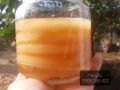 scoby kombucha, Scoby Kombucha , con giống làm trà kombucha, hay còn gọi là trà bất tử. 