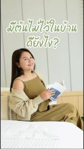 Treeno.9 T2 ไทรใบสัก ต้นใหญ่ กระถางสวย (Fiddle Leaf Fig) / กระถางดำ 11 นิ้ว / สูง 60-70 ซม. / ไม้ประดับ ไม้มงคล ไม้ฟอกอากาศ (ต้นไม้)