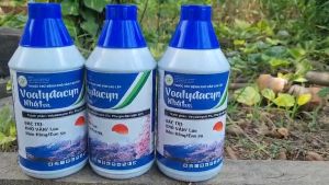 [Freeship Max] Thuốc trừ bệnh khô vằn nấm hồng đốm lá VOALYDACYN NHẬT 5SL (Hoạt chất Valydamycin 5%) chai 1 lít_VTNN TIEN KHOA