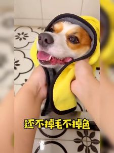 ผ้าเช็ดตัวสัตว์เลี้ยง รูปแบบ 3 ซับน้ำ สุขภาพเสริม น้ำดี เสื้อผ้าโซนเวียน