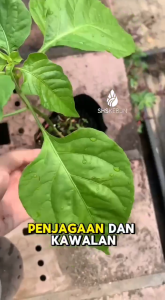 Baja Akar Combobac 1 Ken Microbes (Repacked) 2.7 kg Organic Fertilizer Baja Organik SHS Kebun