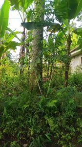 Benih Sengon Laut 1 kilogram Kotaku Hijau Kualitas Unggul Pertumbuhan Cepat & Disukai Pasar