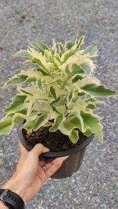 กุหลาบหินใบหยักด่างขาว กระถางใหญ่ๆ8นิ้ว