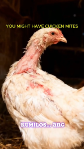CHICKEN MITE 500ML Poultry Mite Spray – Mite Lice & Tick Killer for Chicken Duck & Poultry Farm
