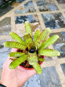 Neoregelia Popoki ( Bromeliad / 積水风梨 )