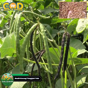 [TERLARIS] BIJI/BENIH TANAMAN KACANG TUNGGAK TOLO