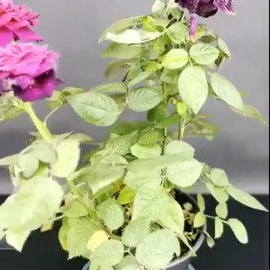 500ml Plant Insecticide Spray Bug Insect Killer Spray Aphids Mites Pesticides No Harm To Plants For Vegetables And Flowers