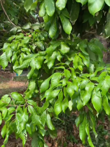 จะเด็ด สิบทิศ อาหารพืช 2 พลัง สูตรสำเร็จสำหรับอาหารพืช มี ไคโตซาน อะมิโน นํ้าตาลทางด่วน สาหร่ายทะเล