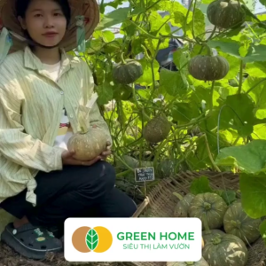 Hạt Giống Bí Đỏ Greenhome Gói 5 Hạt Dễ Trồng Nảy Mầm Cao Thu Hoạch Nhanh Năng Suất Cao T03