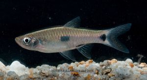 Two Spot Rasbora/Rasbora Elegans