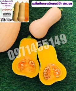 เเมล็ดฟักทองบัตเตอร์นัท บรรจุ 20-25เมล็ด Butternut Squash สายพันธุ์ OP /