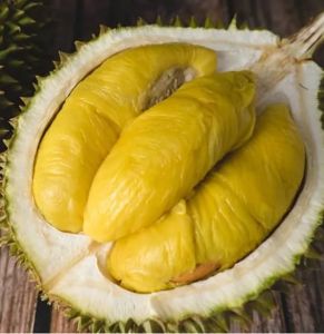bibit durian Montong super  bibit durian Montong  bibit pohon durian montong HASIL SEMAIYAN
