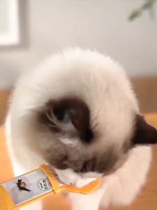 Cat Treat Spoon Feeder Pet Feeding Spoon Cat Stick Cat Snack Treat Feeder Pet Wet Food Scoop 猫条汤匙