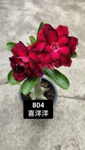 Adenium Obesum Bonsai ID 804 喜洋洋 富贵花