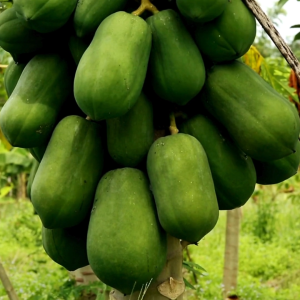 เมล็ดพันธุ์ มะละกอฮอล์แลนด์อัศวินแดง (ซองรีเทลและซองม่วง)