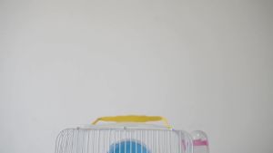 Kandang Hamster Unik & Murah: Solusi Ideal untuk Hewan Peliharaan Kecil