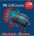 ปลากัด ป่าใต้วงแดงแดง ชาย คละสี คัดเกรด มีประกันสินค้า. 