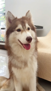 Luscious Recipe Freeze Dried Tuna Fish Appetite Booster Organic Meal Toppers For Dogs & Cats