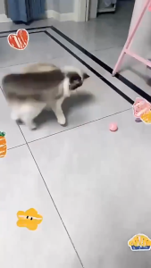 Pet Electric Toy LED light Colorful Gradient light Auto Running Catching Ball Interactive Cat Teaser [USB Charging]