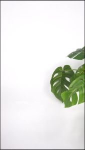 Combo 5 đôi tất ngắn cổ nam nữ trơn basic vớ trơn cổ ngắn nam nữ dày dặn thoáng khí chống mùi hôi - LD-S01-LEXIS-CB5