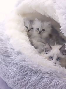 เตียงในถ้ำเต็นท์สำหรับสัตว์เลี้ยงที่นอนสำหรับแมวเต็นท์แมวให้ความอบอุ่นในตัวเองที่นอนสำหรับสัตว์เลี้ยงแสนสบาย