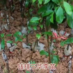 三华李子树苗钱排银妃三华李盆栽地栽蜂糖李早熟李果树苗当年结果