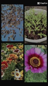 (Gói 200 Hạt ] Hạt Giống Hoa Cúc Ngũ Sắc- Siêu Dễ Trồng Dễ Chăm SócTặng kèm Hướng Dẫn Trồng