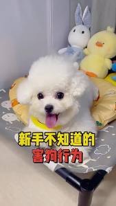 ยาหยอดหูสำหรับสัตว์เลี้ยง สำหรับทำความสะอาดไรและขี้หู น้ำยาทำความสะอาดช่องหูสำหรับแมวและสุนัข ยาหยอดหูสำหรับดูแลหู ขายส่ง