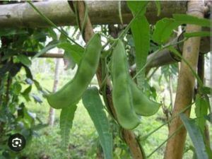Premium Native Patani Seeds (50 Pcs) - High Quality Lima Beans Seeds for Planting