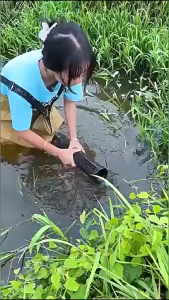 Ống Trúm Bẫy Lươn Chạch Dài 65cm x 10cm - Nhựa Cao Cấp ABS Siêu Bền Tặng Kèm Mồi Và Hộp Đựng - SaFami Store