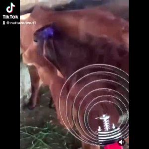 4-6 วัว แปรงเกา สำหรับวัว ม้า สแตนเลสแท้ ประกอบด้วย 4 และ 6 วง