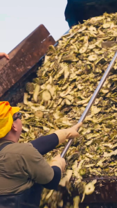 Bọt Tắm Gội Cho Bé PineBoo 500ml – Enzyme Dứa Tự Nhiên An Toàn Cho Bé Sạch Lành Dịu Nhẹ