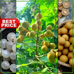 "GalaxySeeds" Longan like Lychee (6 Seed) like Dragon Eye or Rambutan
