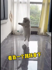 Japanese Style Pet Toy Bouncy Ball With Feather For Cat Dog Mainan Kucing Bola Bulu Bouncy