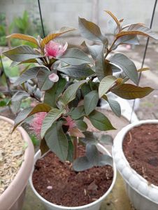 BIBIT JAMBU AUSTRALIA