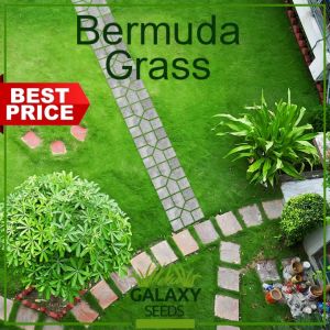 GalaxySeeds Value Pack: 50 Seed Dark Green Bermuda Grass & Scotts® Turf Builder®