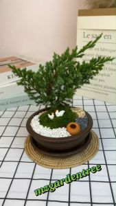 สวนถาดไม้มงคล บอนไซสนเลื้อย กระถางดินเผากลม 6 นิ้ว