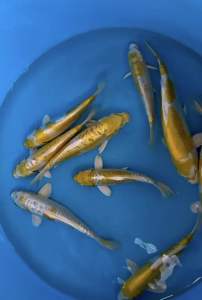 Genuine Japan Koi Lemon Hariwake from Yamasam Farm 18-19cm