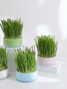 Biji Benih Rumput Kucing/Rumput Gandum(80 Seeds)/猫草小麦籽/Cat Glass Seeds/Cat Mint  Grass Food