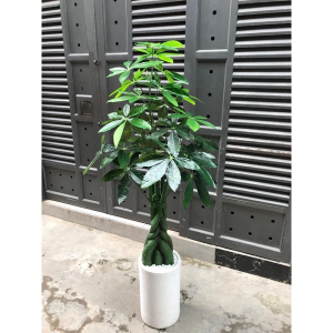 Cây kim ngân giả - Size 170cm - Cây giả hoa lụa Decor trang trí nhà cửa