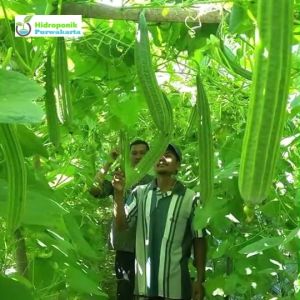 BENIH OYONG GAMBAS HIBRIDA JAKA F1 ISI 20 BUTIR CAP MUTIARA BUMI