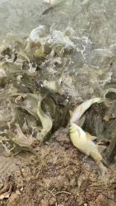 + ผงกระตุ้นปลา ผงดึงดูดปลา สเปรย์ล่อปลา จำเป็นสำหรับการตกปลา 10วิได้ปลา1ตัว