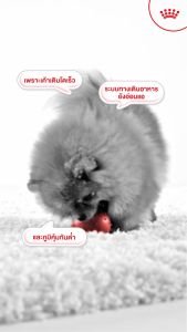 หมดอายุ11/2026 Royal canin Mini indoor puppy 3 KG อาหารสำหรับลูกสุนัขเลี้ยงในบ้าน ลดกลิ่นอึ กลิ่นฉี่