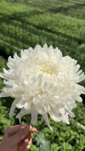 Benih KRISAN WHITE (isi-5) - Biji Bunga Chrysanthemum