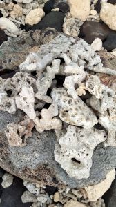 Batu karang jahe aqkuascape 1 kg/batu hias karang jahe aquarium