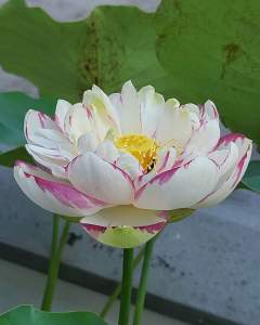 Home Grown Fresh Harvest Big Size Lotus - Tuber自家花园大型荷花种藕