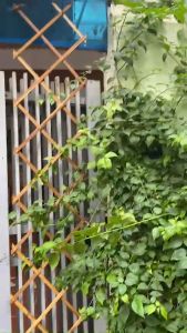 Cao Cấp - Giàn gỗ treo ban công leo hoa hồng treo chậu cây hàng rào gỗ co giãn điều chỉnh Khung kệ treo cây chịu lực KT 46 x 240 cm Goodwood