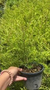 #ต้นหลิว #ไม้มงคลปลูกง่าย #แต่งสวนสวยได้หลากหลายแบบ #ต้นหลิวทอง #ไม้พุ่มมงคลปลูกประดับก็ได้ ต้นหลิวทอง (Revolution gold) หนึ่งในพืชเศรษฐกิจที่กำลังมาแรงและเป็นไม้ยืนต้นที่กำลังได้รับความนิยมมากในปัจจุบัน เพราะถึงจะเป็นไม้ยืนต้นแต่ก็ยังมีทรงพุ่มโปร่งสีทอง