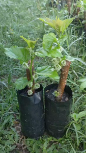 ลูกหม่อน หรือ มัลเบอร์รี่ (Mulberry) แบบปักชำ แพ๊ค5ต้น129บาท พร้อมปลูก